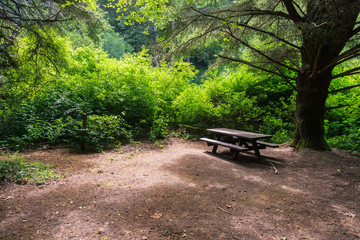 Picnic table under a large cypress tree, Butano State Park, San Francisco bay area, California