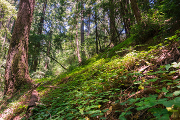 Redwood trees (Sequoia sempervirens) forest, California
