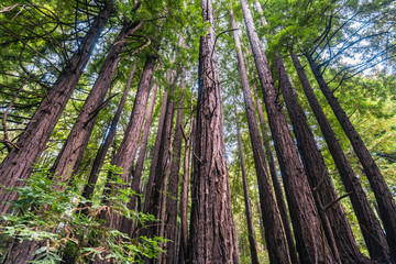 Fototapeta na wymiar Redwood trees (Sequoia sempervirens) forest, California