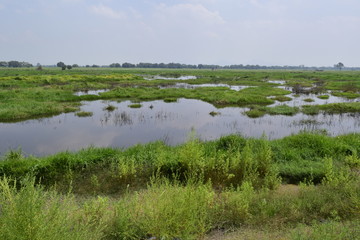 ZONA INUNDABLE, TEXCOCO, LAGO, PASTO SALADO