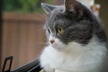 Close up of gray and white cat looking out the window; shallow depth of field