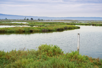 Wetlands in Alviso Marsh, south San Francisco bay, California