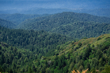 Hills and valleys covered in evergreen trees, Santa Cruz mountains, San Francisco bay area, California
