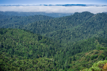 Fototapeta na wymiar Fog lingering over the hills and valleys of Santa Cruz mountains, San Francisco bay area, California