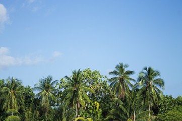 Fototapeta na wymiar Palms with coconuts and blue sky background (Ari Atoll, Maldives)