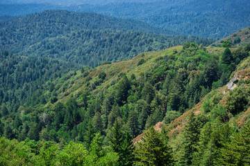 Fototapeta na wymiar Hills and valleys covered in evergreen trees, Santa Cruz mountains, San Francisco bay area, California