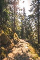 Autumn forest path landscape. Forest trail rocks in autumn season.