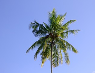 Isolated palm with coconuts and sky background (Ari Atoll, Maldives)