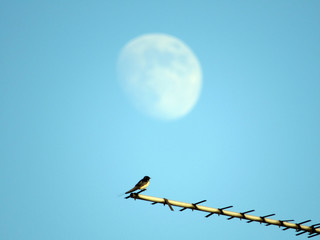 swallow on blue sky background
