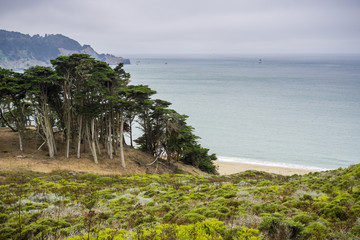 Cypress trees and shrubs on the coast of the Pacific Ocean on a foggy day, Lands End, San...