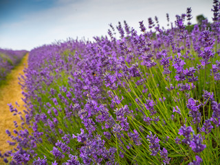 Fototapeta premium Lavender in Summer