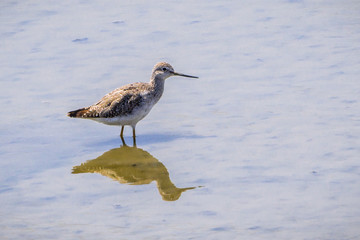 Short billed Dowitcher feeding in the marshes of south San Francisco bay, California