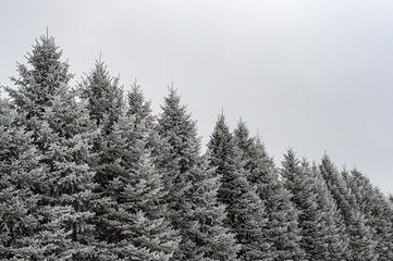 Pine Tree Tops Covered in Rime Frost
