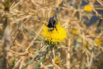Bumble bee pollinating a Yellow star thistle (Centaurea solstitialis) blooming in summer on the shoreline of south San Francisco bay, Sunnyvale, California