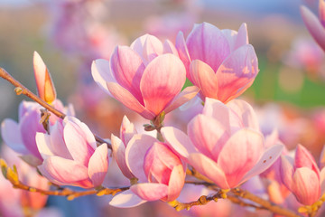 Panele Szklane Podświetlane  Kwiat magnolii