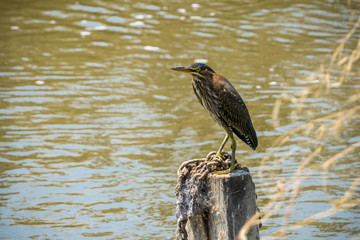 Green Heron (Butorides virescens) sitting on a wooden post, Sunnyvale, south San Francisco bay area, California