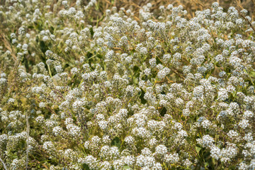 Broad leaved pepper grass (Lepidium latifolium) wildflowers growing on the shoreline of south San Francisco bay, California; native to Europe and Asia, introduced in North America where it is invasive