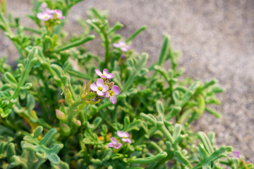 Close up of European searocket (Cakile maritima) flowers, Prairie Creek Redwoods State Park, Northern California