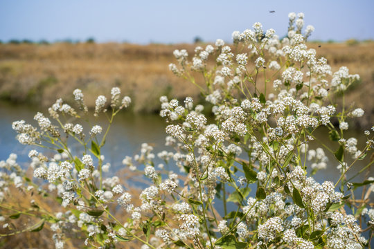 Broad leaved pepper grass (Lepidium latifolium) wildflowers growing on the shoreline of south San Francisco bay, California; native to Europe and Asia, introduced in North America where it is invasive