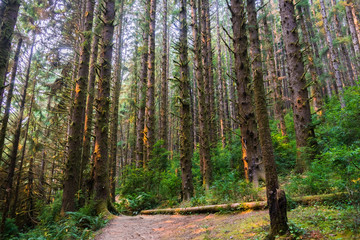 Obraz premium Hiking path through an evergreen trees forest, Prairie Creek Redwoods State Park, California