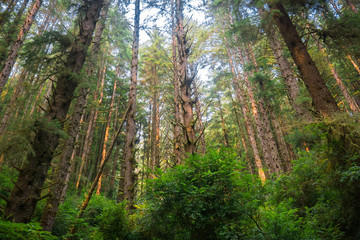 Dense forest, Prairie Creek Redwoods State Park, California