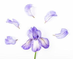 Purple iris flower and petals on white background. Flat lay. Top view.