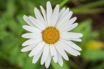 Close up of a blooming daisy flower