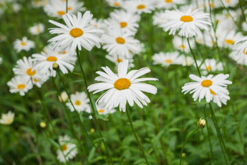 Fototapeta premium Daisy flowers blooming on a meadow