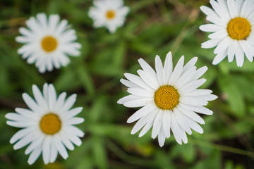 Obraz na płótnie Canvas Daisy flowers blooming on a meadow