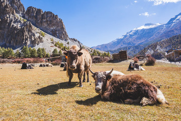 Yaks graze in Himalayan mountains