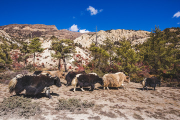 Yaks in the Himalayan mountains