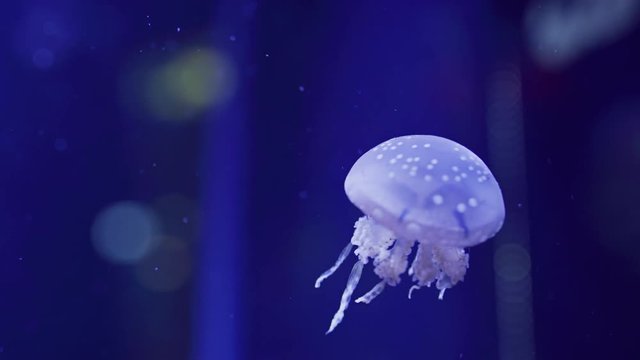 The mushroom cap jellyfish