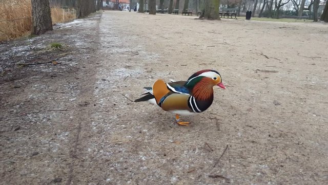 Mandarin Duck walking on the ground and looking into the camera