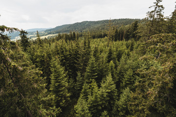 Top view of the area green forest. Moody vintage filter.