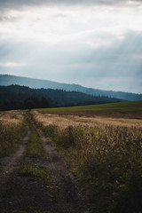 grassy meadow before the storm.