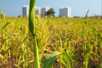 Agricultural field of sorghum. Other names include jowar, juwar, durra, Egyptian millet, feterita, Guinea corn, milo shallu and solam