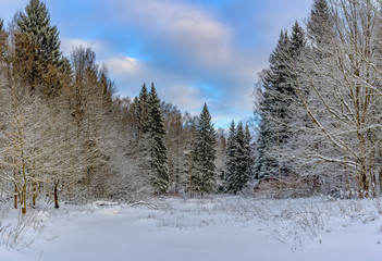Sunny winter day in the forest Park. Everywhere lies bushy white