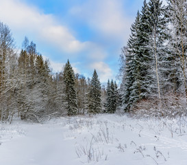 Fototapeta na wymiar Sunny winter day in the forest Park. Everywhere lies bushy white