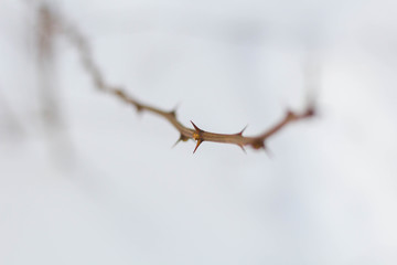 prickly branch close up with lots of prickles