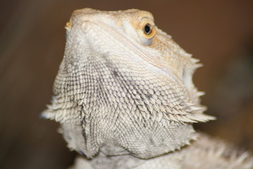close up of a lizard