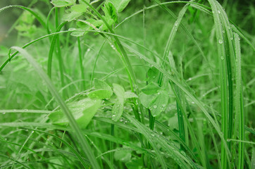 Green leaf of grass, dew drops background. The concept of natural purity and human health. Natural beauty is in the details.