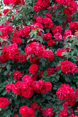 Pink rose bush. Floral summer background. Gardener and florist.