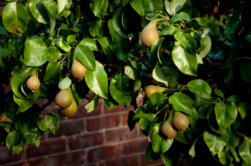 Pears on Tree