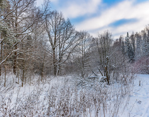 Sunny winter day in the forest Park. Everywhere lies bushy white snow.
