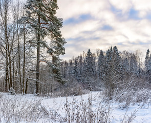 Sunny winter day in the forest Park. Everywhere lies bushy white snow.