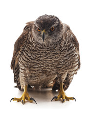 One brown falcon.