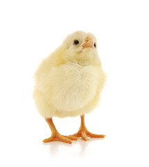 Obraz premium Small yellow chicken.