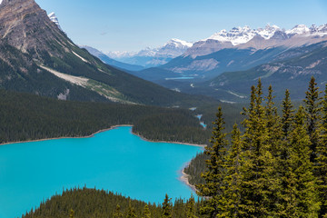 Fototapeta na wymiar .Lake Payto in summer ,sunny dayfrom the top of the hiking trail in Alberta, Canada .