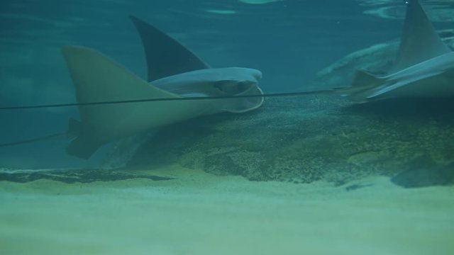 Stingrays swimming in water
