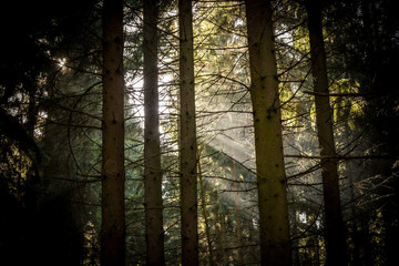 Forcus on sunbeams through a fir forest.